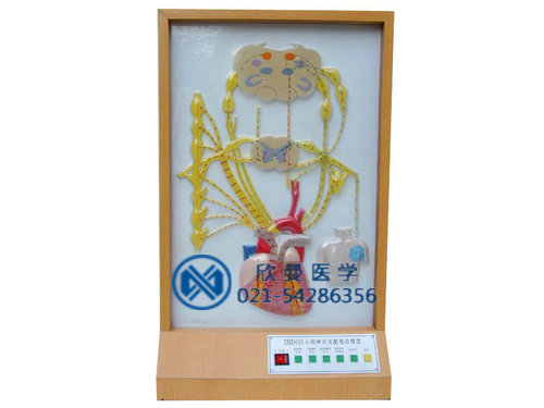 XM-D015心的神經(jīng)支配電動(dòng)模型