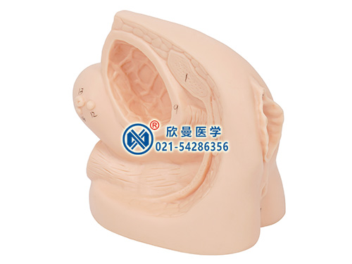 XM-ND2女性導(dǎo)尿外生殖器模型,女性導(dǎo)尿模型,女性生殖器模型