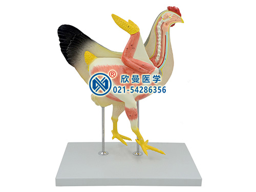 母雞解剖模型,家禽動(dòng)物解剖模型