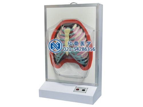 電動呼吸系統(tǒng)模型，人體呼吸運動電動模型整體結(jié)構(gòu)