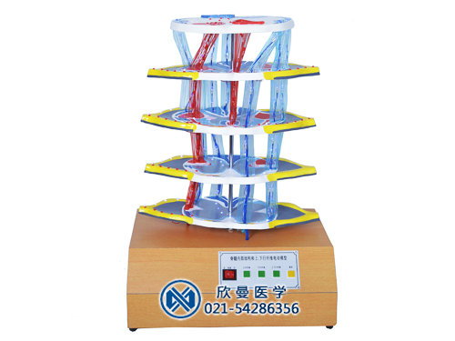 XM-D007脊髓的內(nèi)部結(jié)構(gòu)和上、下行纖維電動模型