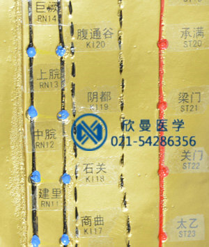 針灸銅人穴位特寫，清晰可見(jiàn)。