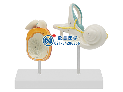 內(nèi)耳、聽(tīng)小骨及骨膜放大模型