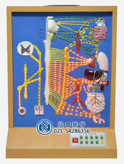 自主神經(jīng)電動模型整體結(jié)構(gòu)