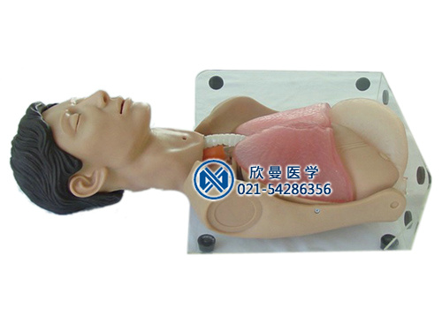 透明洗胃、胃腸減壓仿真標(biāo)準(zhǔn)化病人