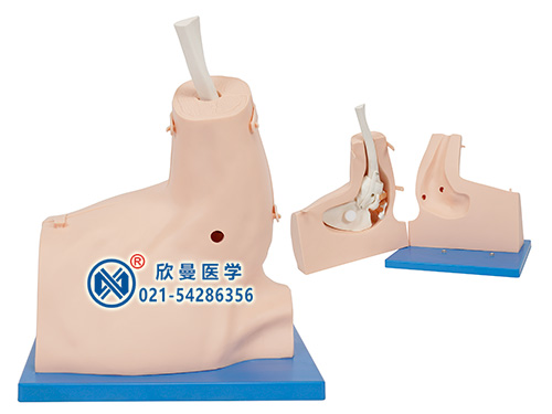 XM-L67肩關(guān)節(jié)鏡檢查模型,肩關(guān)節(jié)鏡檢查操作模型