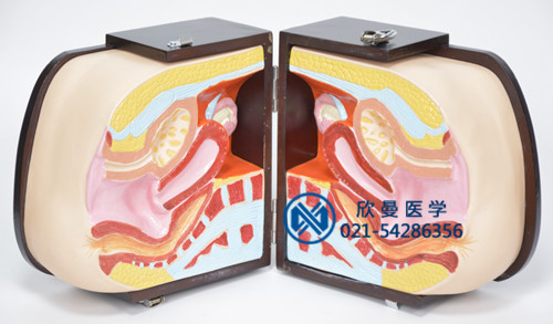 高級女性避孕指導(dǎo)模型內(nèi)部結(jié)構(gòu)