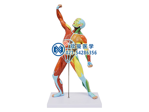 XM-303A人體全身肌肉運(yùn)動(dòng)模型