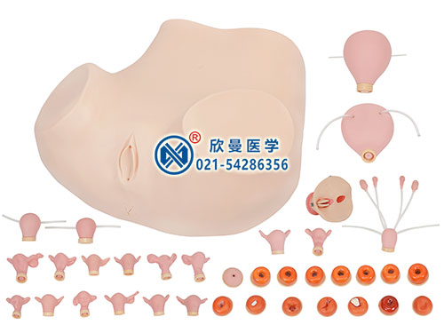 高級婦科綜合檢查訓(xùn)練模型