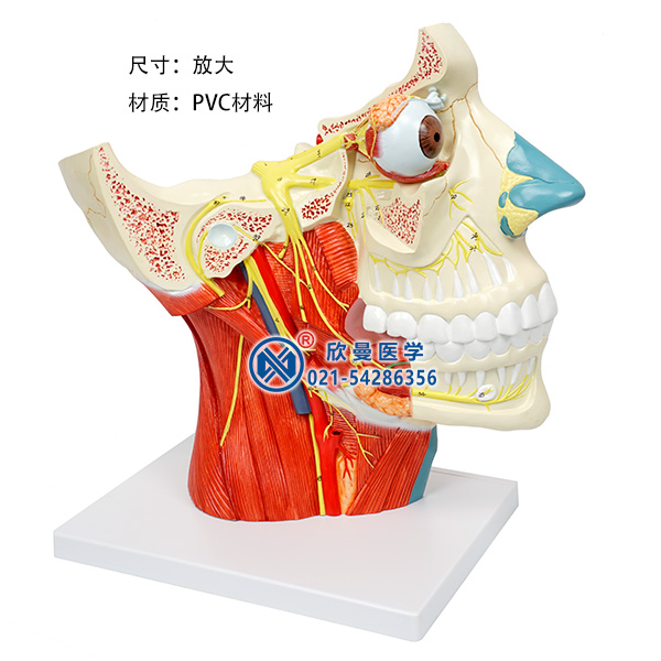腦神經在頭頸部分布模型