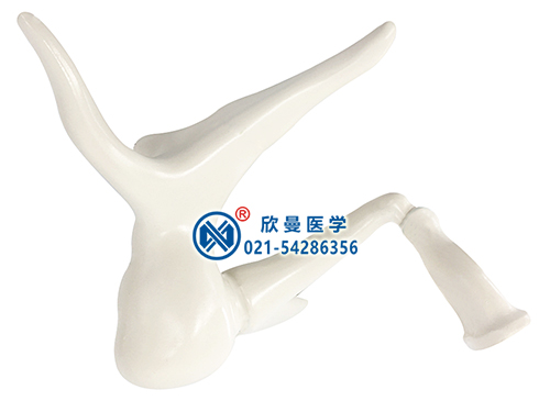 聽(tīng)小骨放大模型