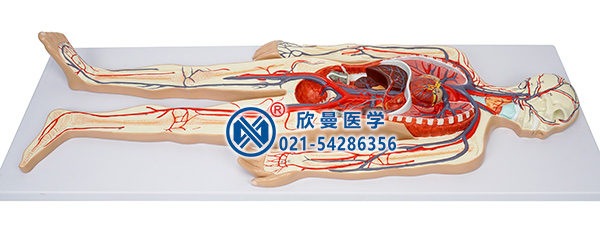 血液循環(huán)系統模型