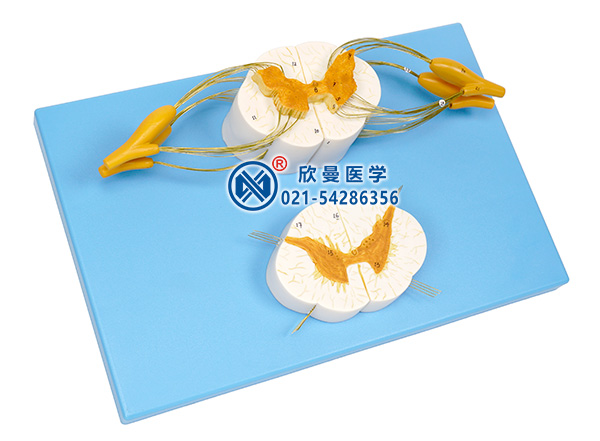 脊髓與脊神經(jīng)分支放大模型側(cè)面結構