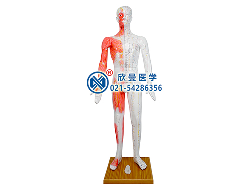 XM-178人體針灸模型,標(biāo)準(zhǔn)人體針灸穴位模型