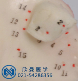 模型穴位采用數(shù)字標(biāo)注，清晰可見。