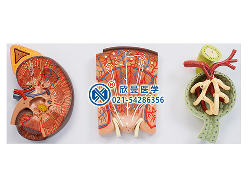 豪華腎臟、腎單位、腎小球放大模型