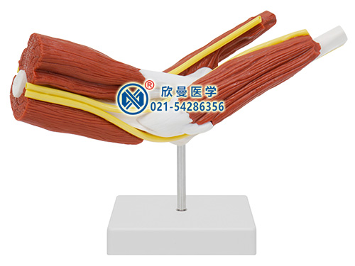 高級心肺復(fù)蘇、創(chuàng)傷、AED除顫訓(xùn)練模擬人