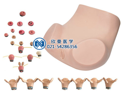 高級婦產(chǎn)科檢查訓練模型