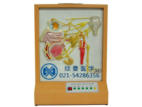XM-D004頭面部自主神經(jīng)分布電動(dòng)模型