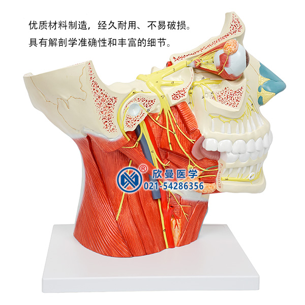 十二對腦神經模型