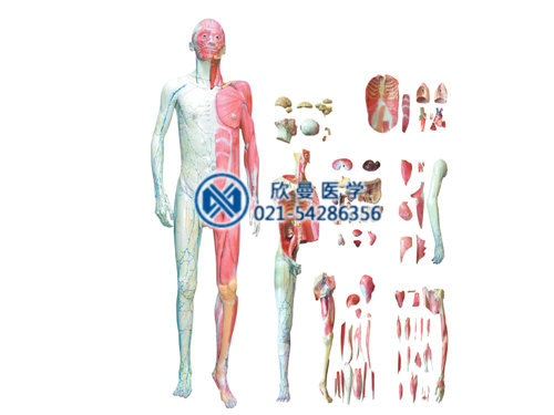 人體層次解剖模型，人體層次肌肉附內(nèi)臟模型