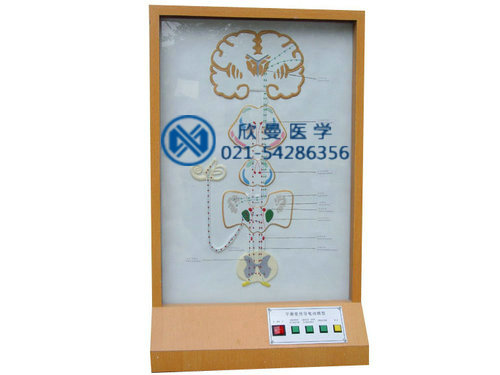 XM-D019平衡覺傳導(dǎo)電動(dòng)模型