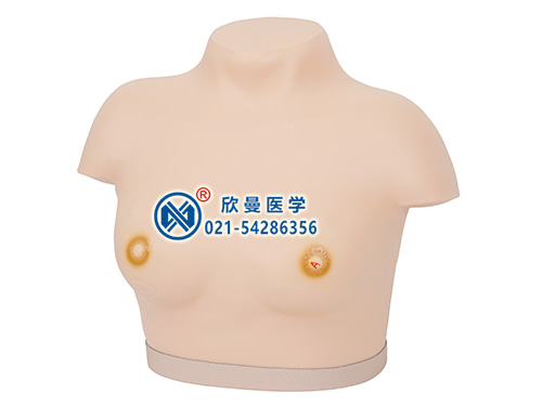 高級乳腺視診與觸診模型整體結(jié)構(gòu)