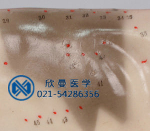模型穴位采用數(shù)字標(biāo)注，清晰可見。