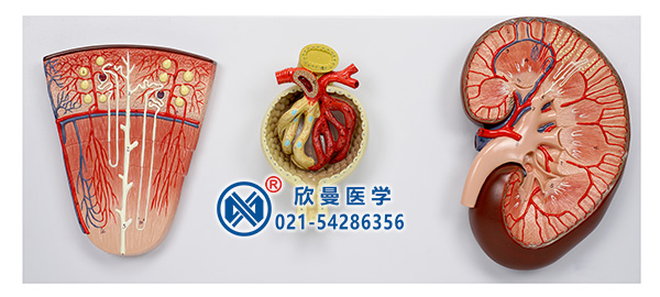 腎與腎單位、腎小球放大模型