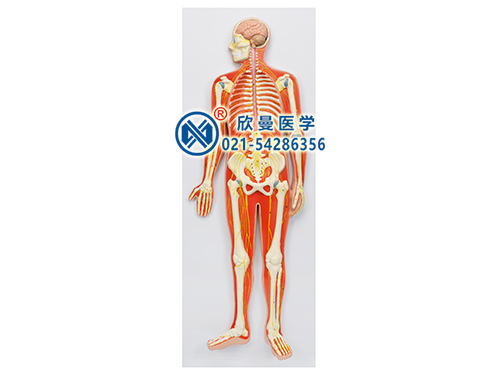 XM-601神經(jīng)系統(tǒng)模型