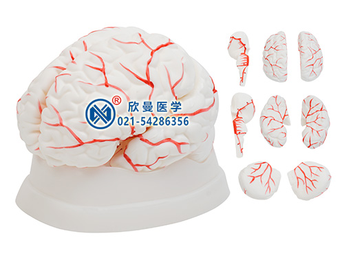 腦動(dòng)脈模型