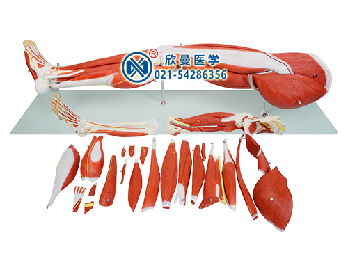 XM-306A下肢肌肉附血管神經(jīng)層次解剖模型