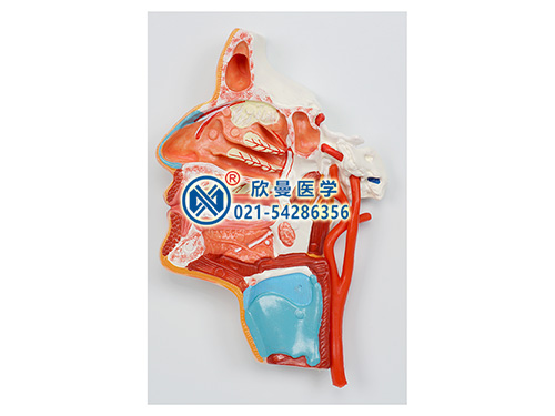 口、鼻、咽、喉內(nèi)側(cè)面血管神經(jīng)模型