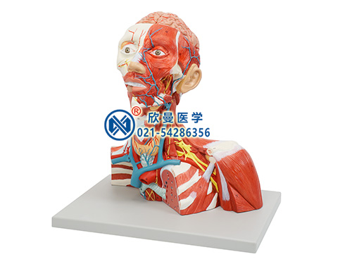 XM-634頭頸部肌肉神經(jīng)血管模型
