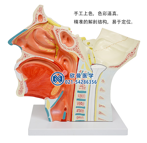 腦神經在頭頸部分布模型(十二對腦神經)