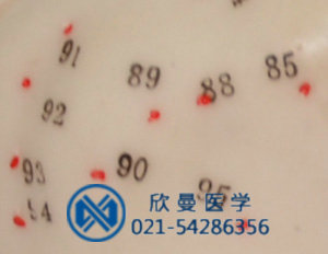 模型穴位采用數(shù)字標(biāo)注，清晰可見