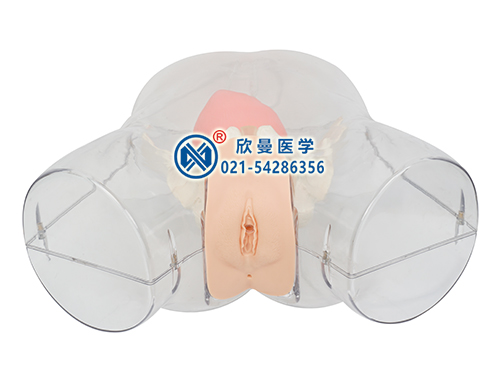 XM-TD2高級(jí)透明女性導(dǎo)尿操作模型