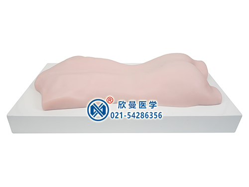 中醫(yī)拔罐、刮痧、推拿練習模型