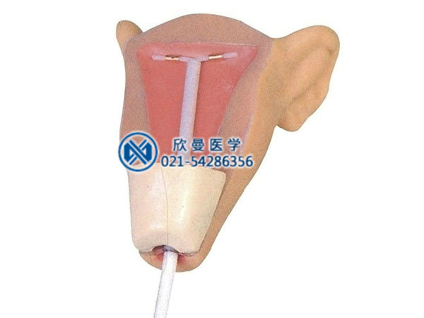 高級宮內(nèi)避孕訓(xùn)練模型