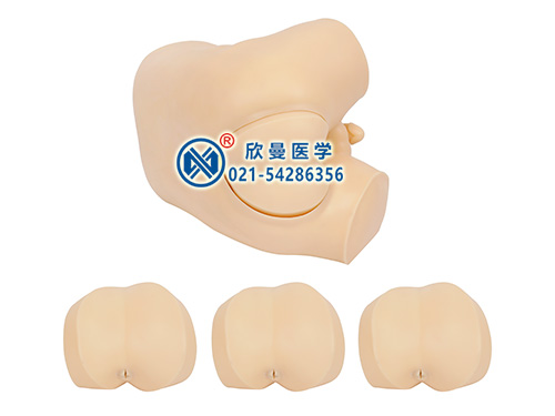 XM-ZCZ高級(jí)直腸指診檢查模型,肛診模型
