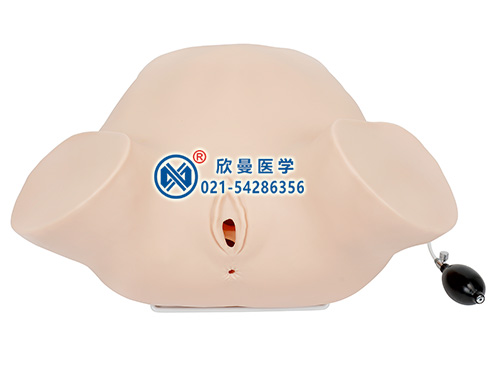 四步觸診、肛查、陰道檢查監(jiān)測(cè)考核指導(dǎo)訓(xùn)練模型整體結(jié)構(gòu)