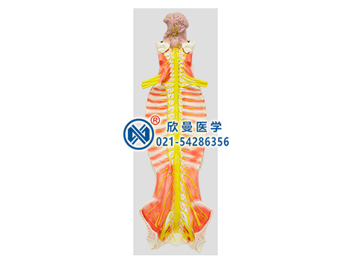XM-601C椎管內(nèi)部脊髓神經(jīng)模型,腦脊髓與周?chē)窠?jīng)解剖模型