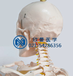 模型頭顱后部結(jié)構(gòu)特征，帶頸椎