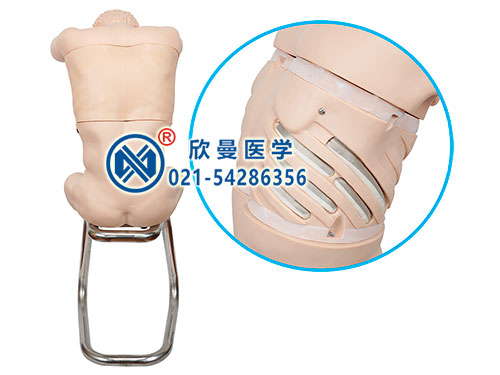 XM-CK812胸腔穿刺訓(xùn)練模型,胸腔穿刺模擬人,胸腔(背部)穿刺訓(xùn)練模型