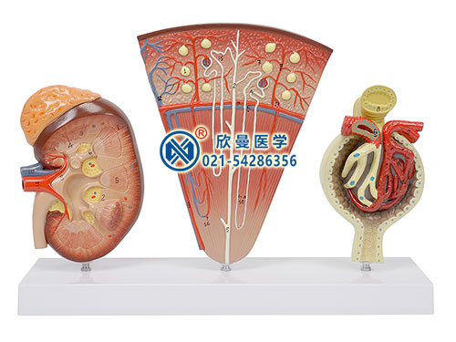腎剖面、腎單位、腎小球模型