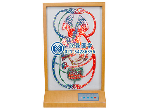 大、小循環(huán)電動模型