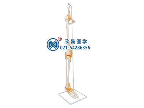 足骨、脛腓骨、股骨附髖骨帶韌帶模型