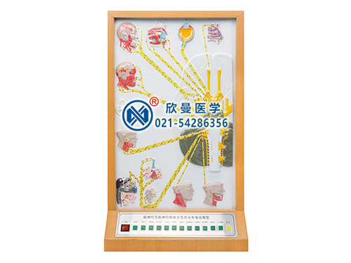 腦神經(jīng)和腦神經(jīng)的成分及分布電動(dòng)模型