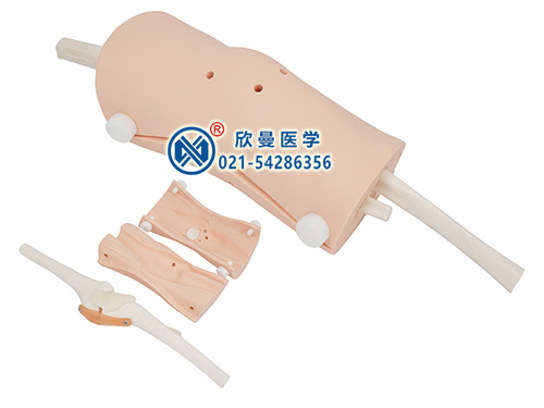 XM-L65膝關(guān)節(jié)鏡檢查模型